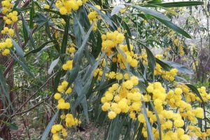 Wattles of Cyprus