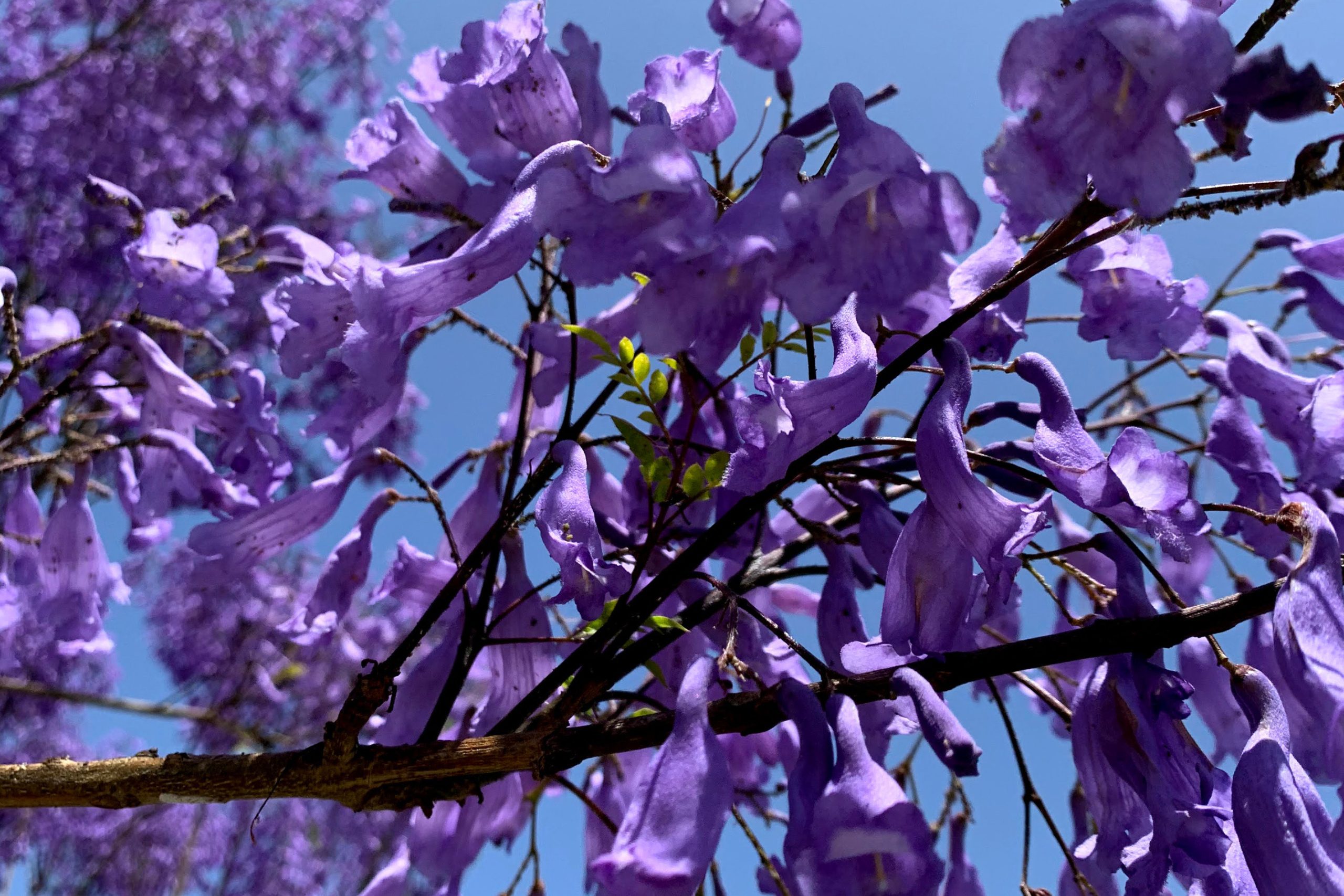 Purple Haze Over Cypriot Streets