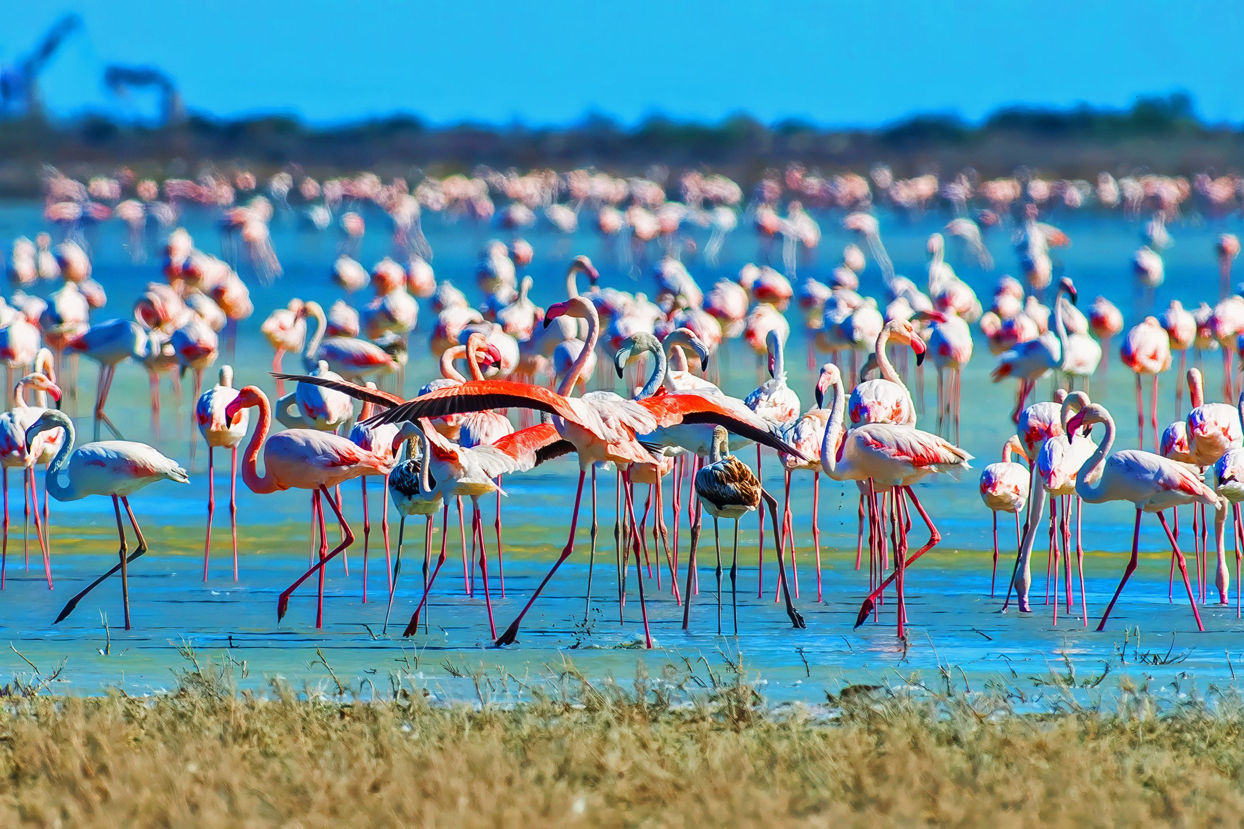 Larnaca Salt Lake Cyprus –  Birdlife Guide