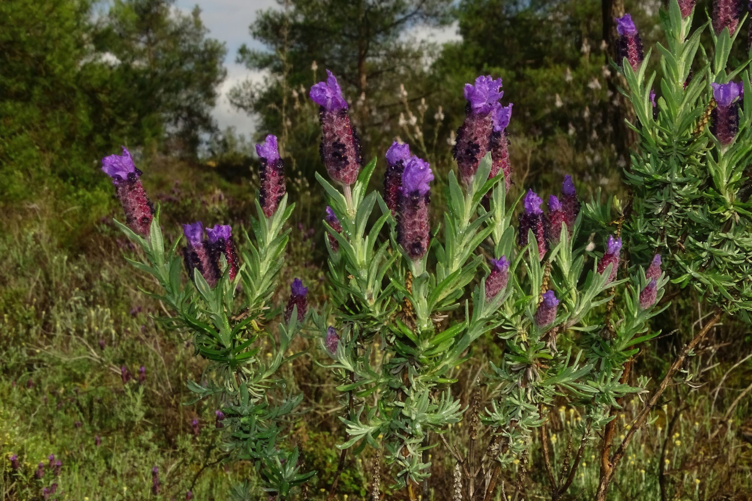 Lavender in Cyprus