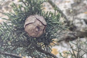 The Tall Green Spires of Cyprus Hills