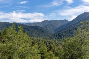 Troodos Pine Cedar Forests