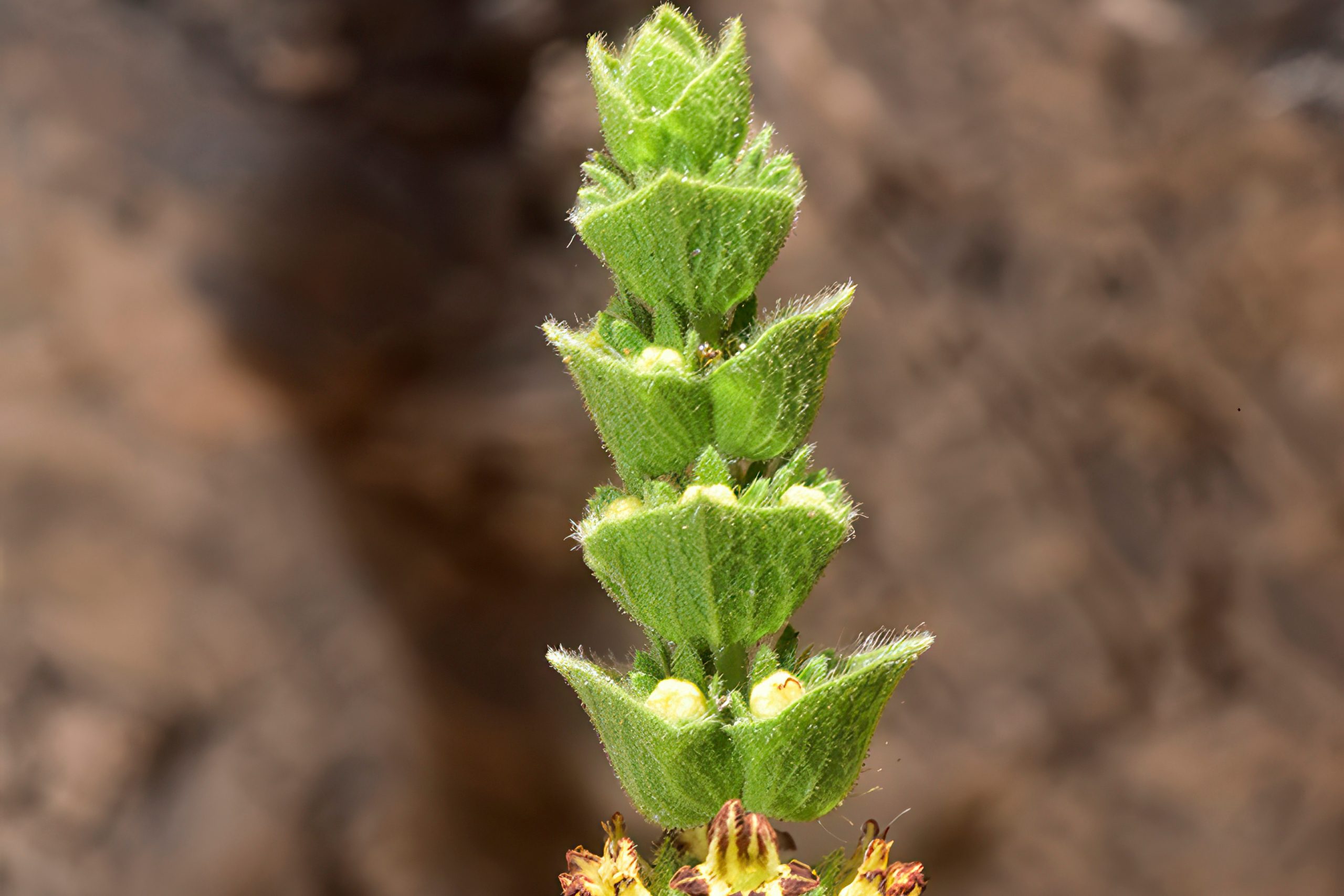 Blooms from the Ironclad Hills