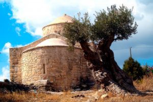 Olive Cultivation and Oil Production Cyprus