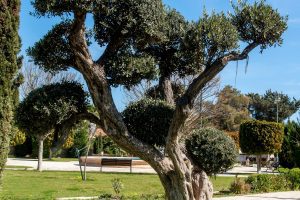 The Silvery Sentinels of Cyprus Slopes