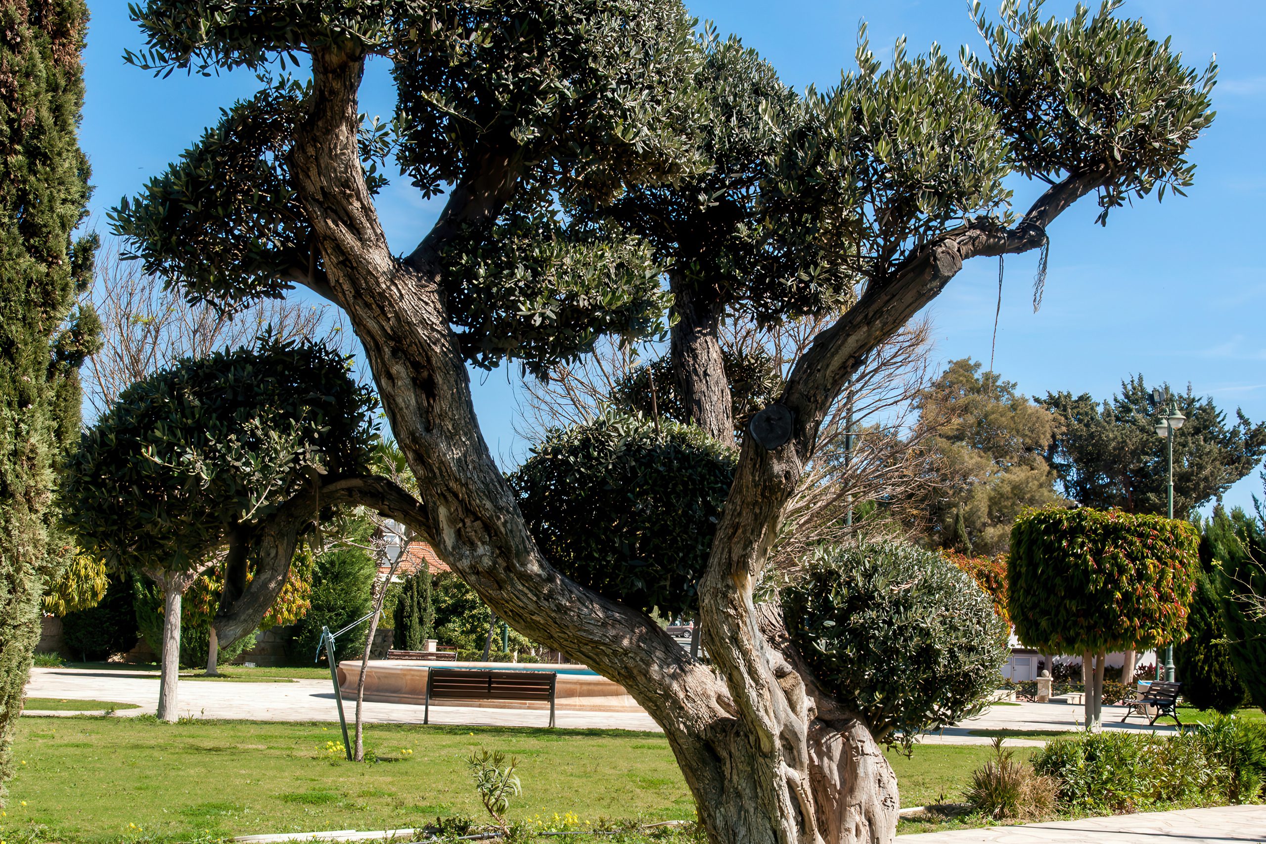 The Silvery Sentinels of Cyprus Slopes