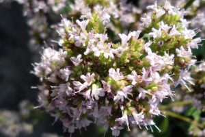 Wild Oregano treasure hunt