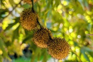 The Mottled Giants by Cypriot Streams