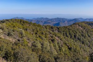 Paphos Forest Nature Reserve – Endemic Wildlife