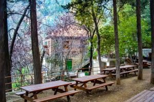 Paphos Forest Nature Reserve – Endemic Wildlife