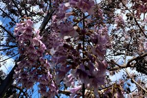 Purple Trumpets in the Cypriot Spring