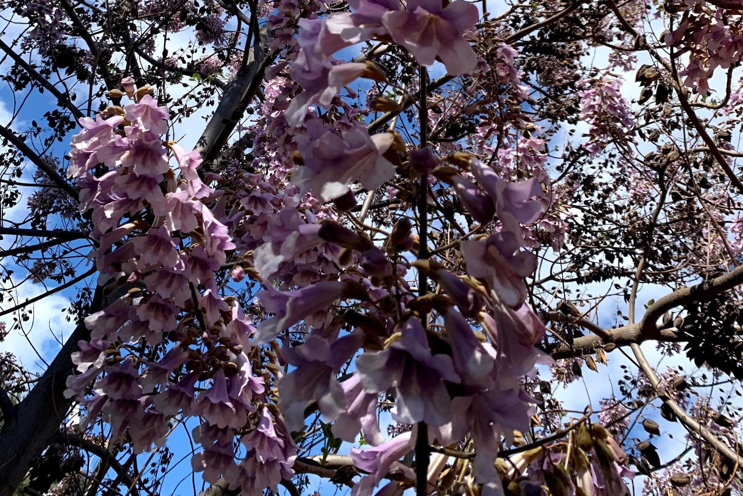 Purple Trumpets in the Cypriot Spring