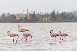 Rare Birds of Cyprus Flamingos Herons Storks