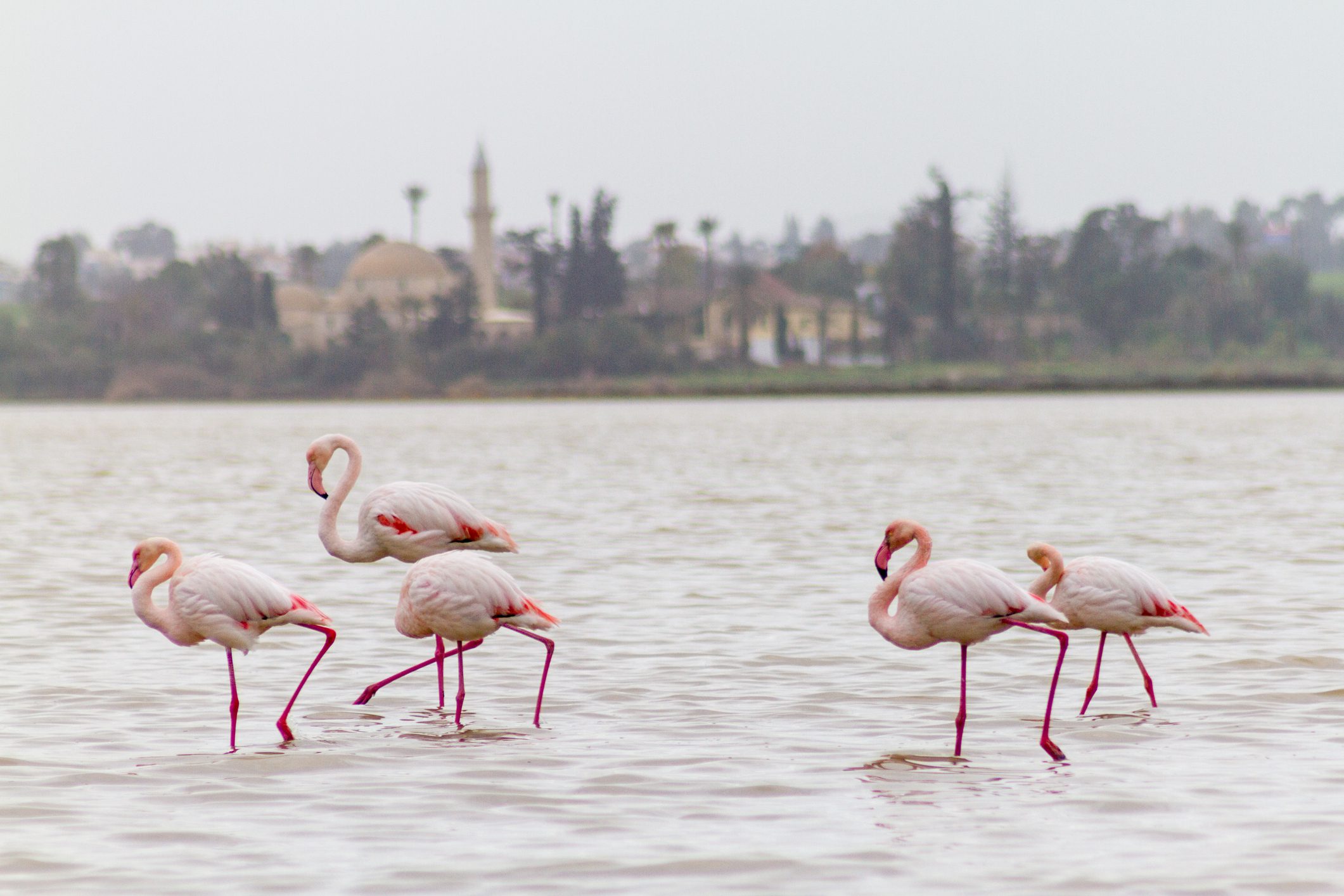 Rare Birds of Cyprus Flamingos Herons Storks