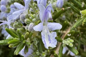 Wild Rosemary in Cyprus