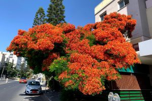 A Fiery Crown in the Cypriot Summer