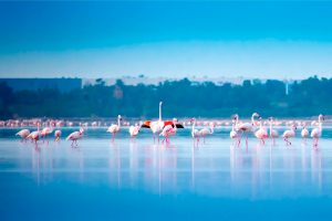 Saint Lazarus of Larnaca – Life, Legend & Legacy