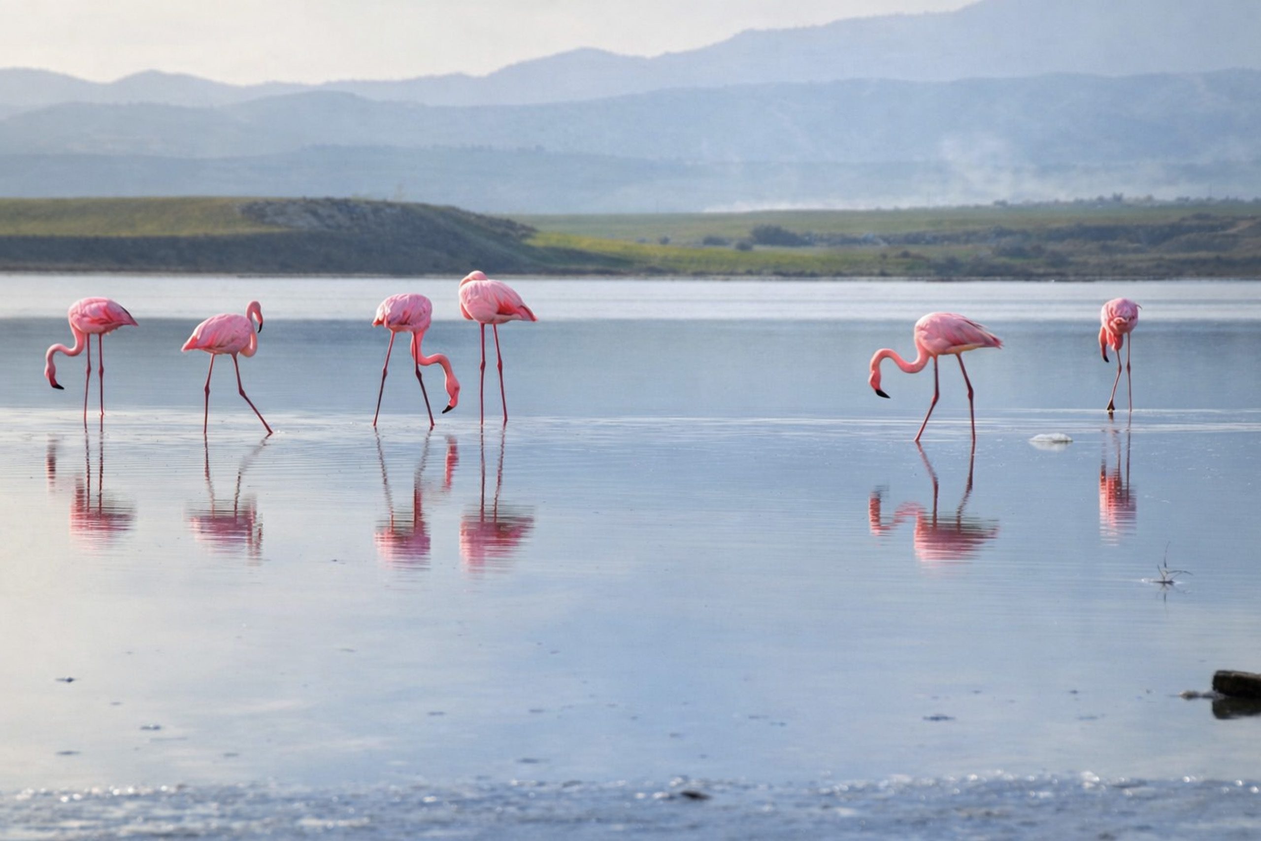 Salt Lakes Nature Reserve Cyprus Larnaca Akrotiri
