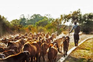 Shepherd Calls and Vocal Signals