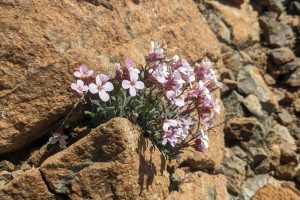 The Arabis Species of Cyprus
