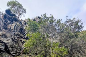 Bay Laurel of Cyprus