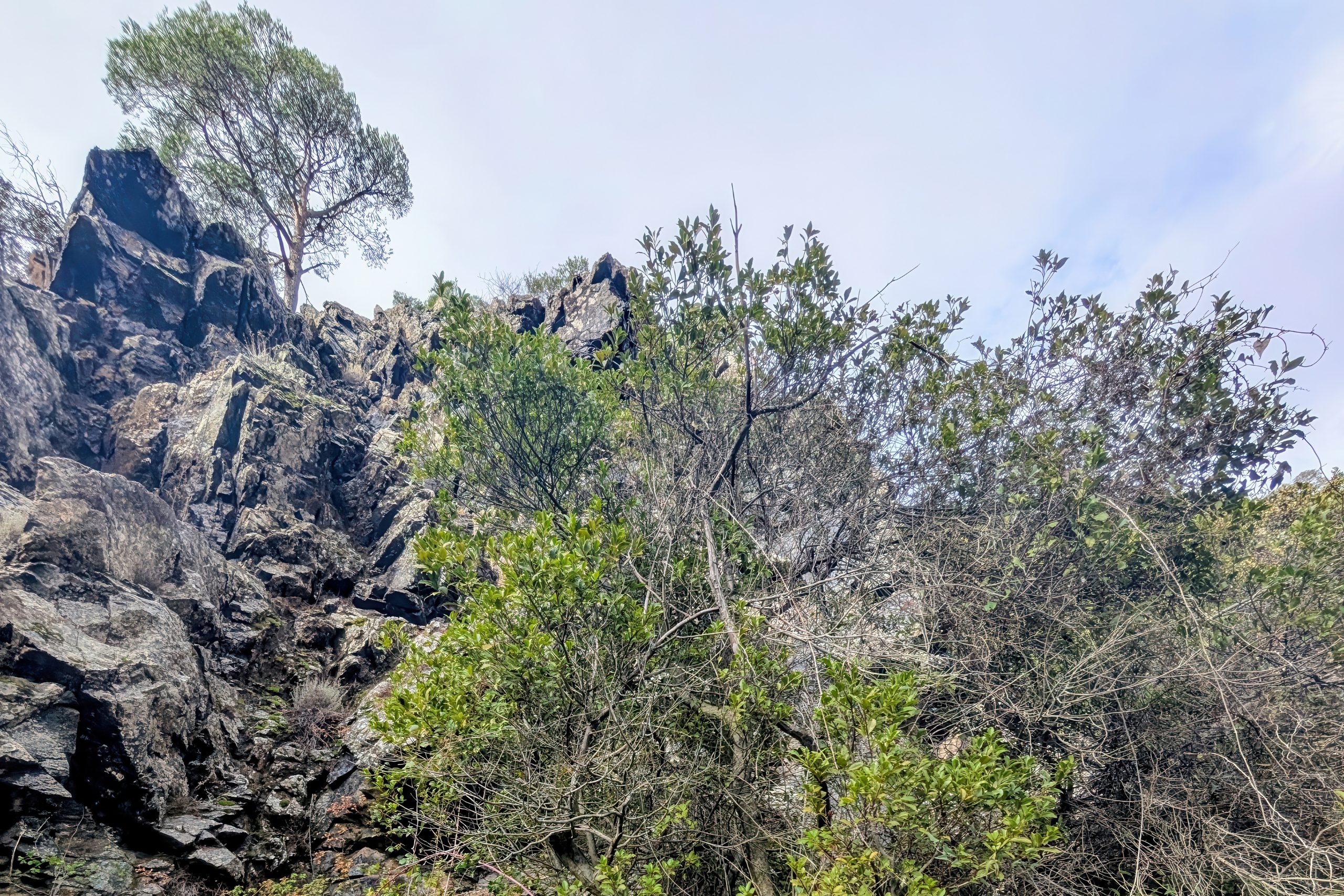 Bay Laurel of Cyprus