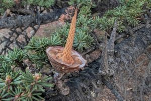 The Cyprus Cedar (Cedrus brevifolia)