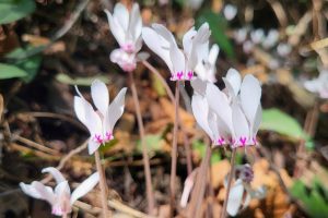The Cyprus Cyclamen