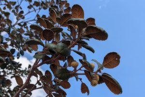 The Cyprus Golden Oak (Quercus alnifolia)