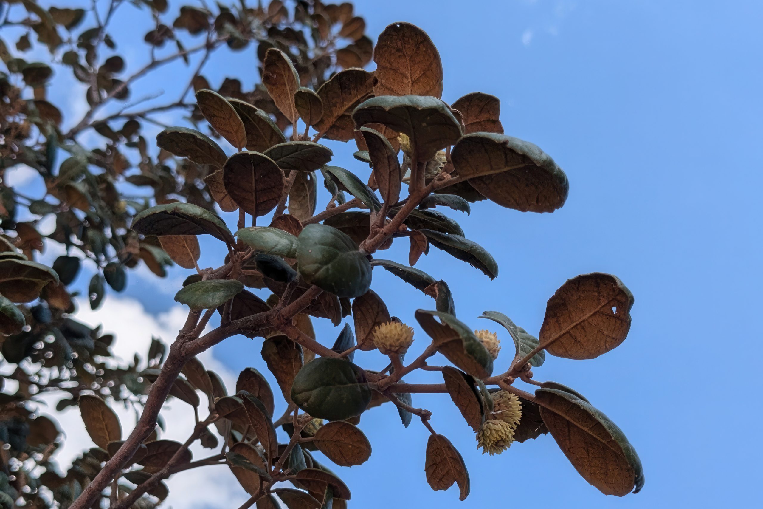 The Cyprus Golden Oak (Quercus alnifolia)