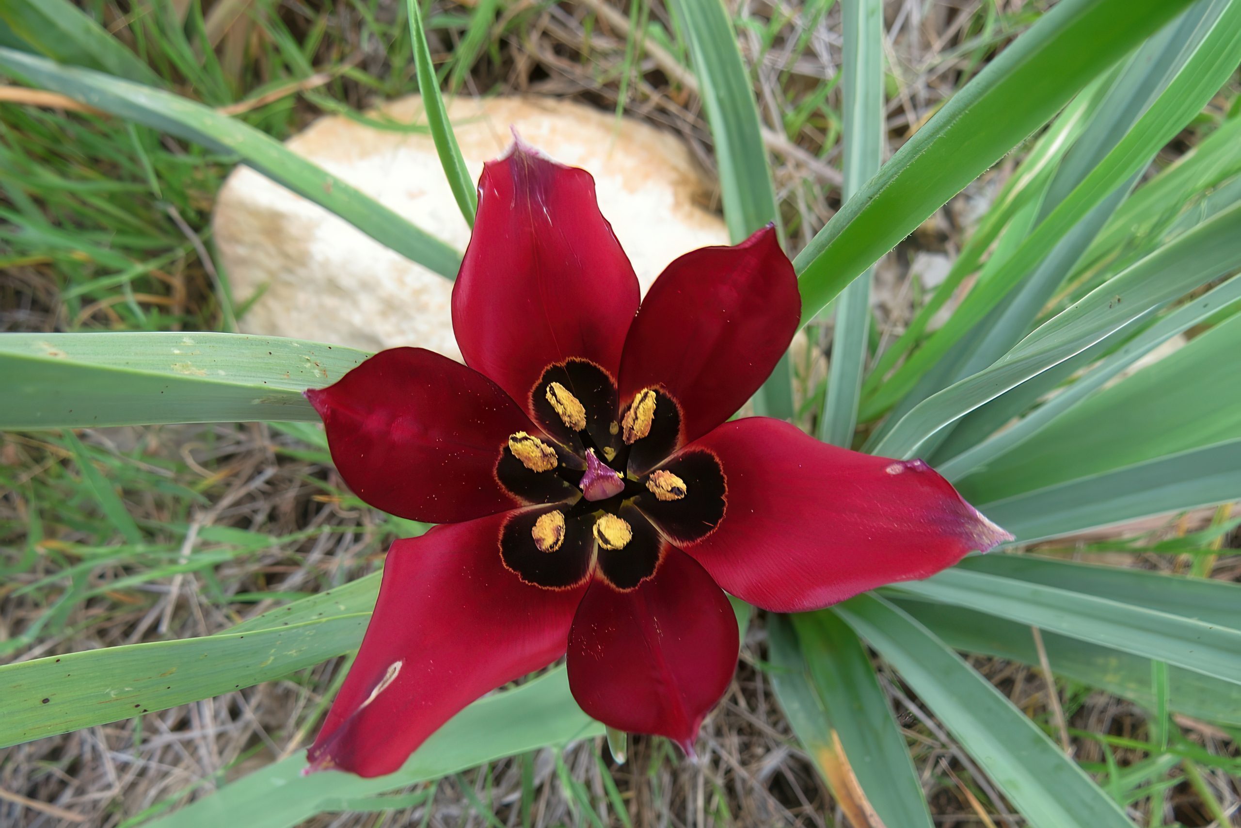 The Cyprus Tulip (Tulipa cypria)