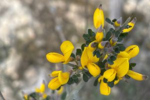 Resilient Cyprus Brooms