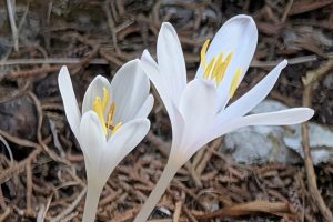 Flowers Bloom Without Leaves in Cyprus Autumn Woods