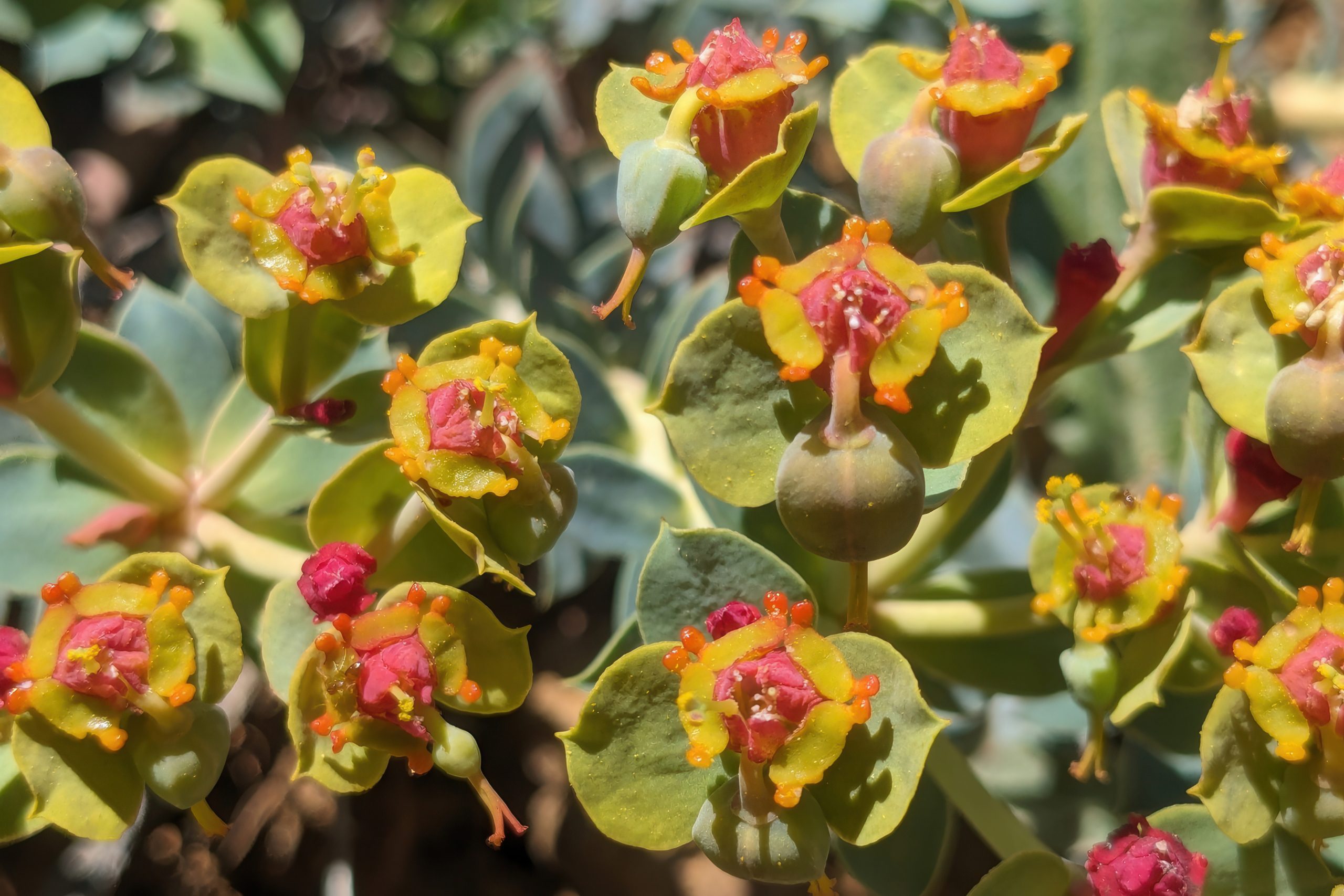 Cyprus Secret Endemic Spurges