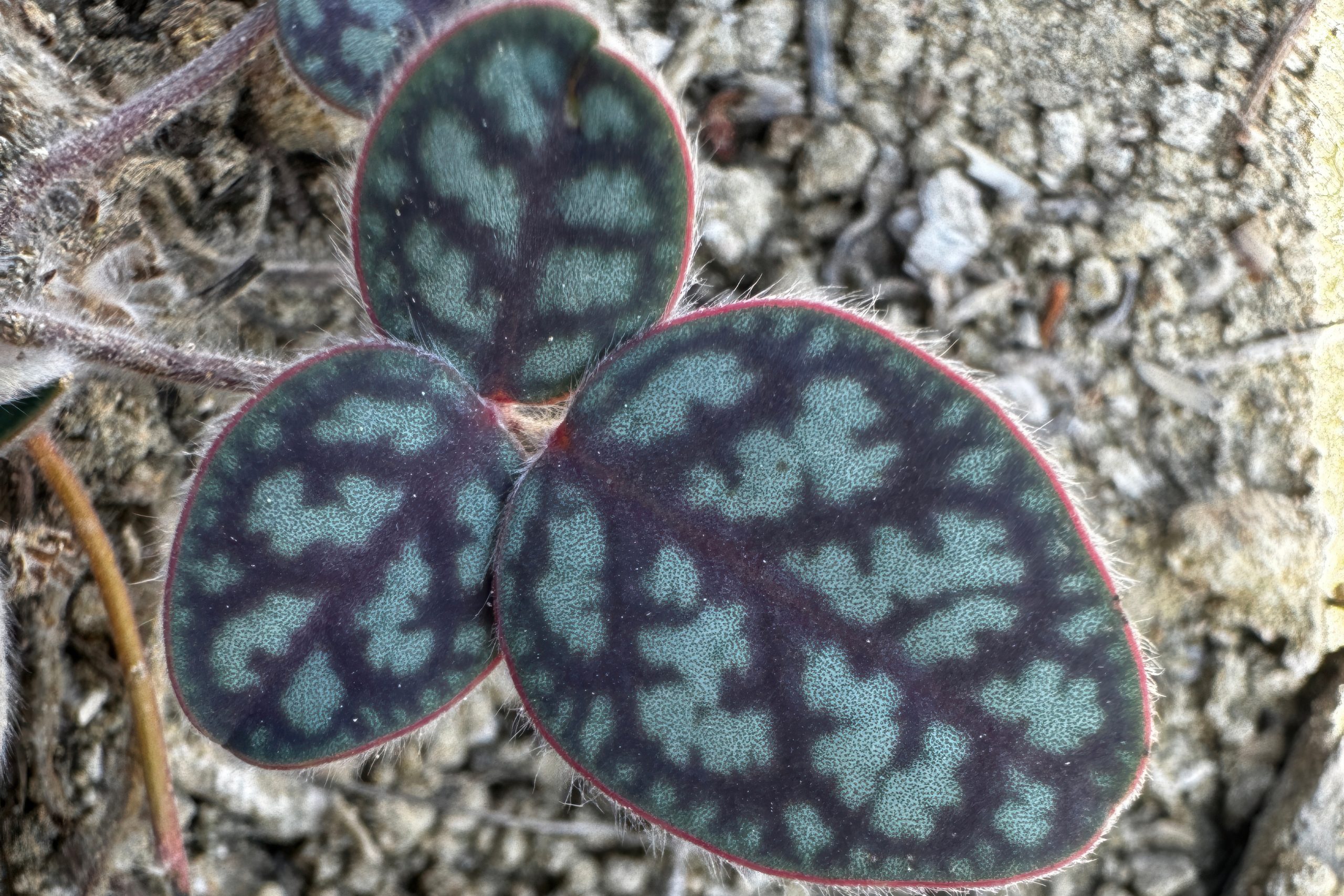 Veined Sainfoin of Cyprus
