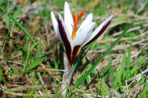 Endemic Crocuses of Cyprus