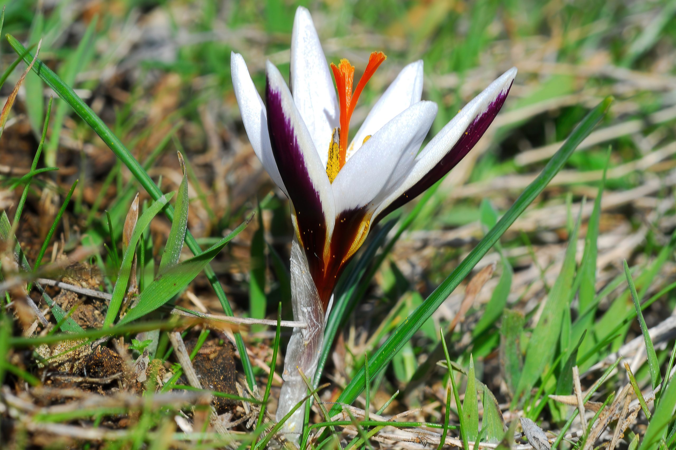 Endemic Crocuses of Cyprus