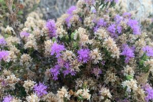 Blossoms Amid the Baked Earth