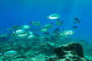 Following Seasons of the Sea Cyprus Fishing