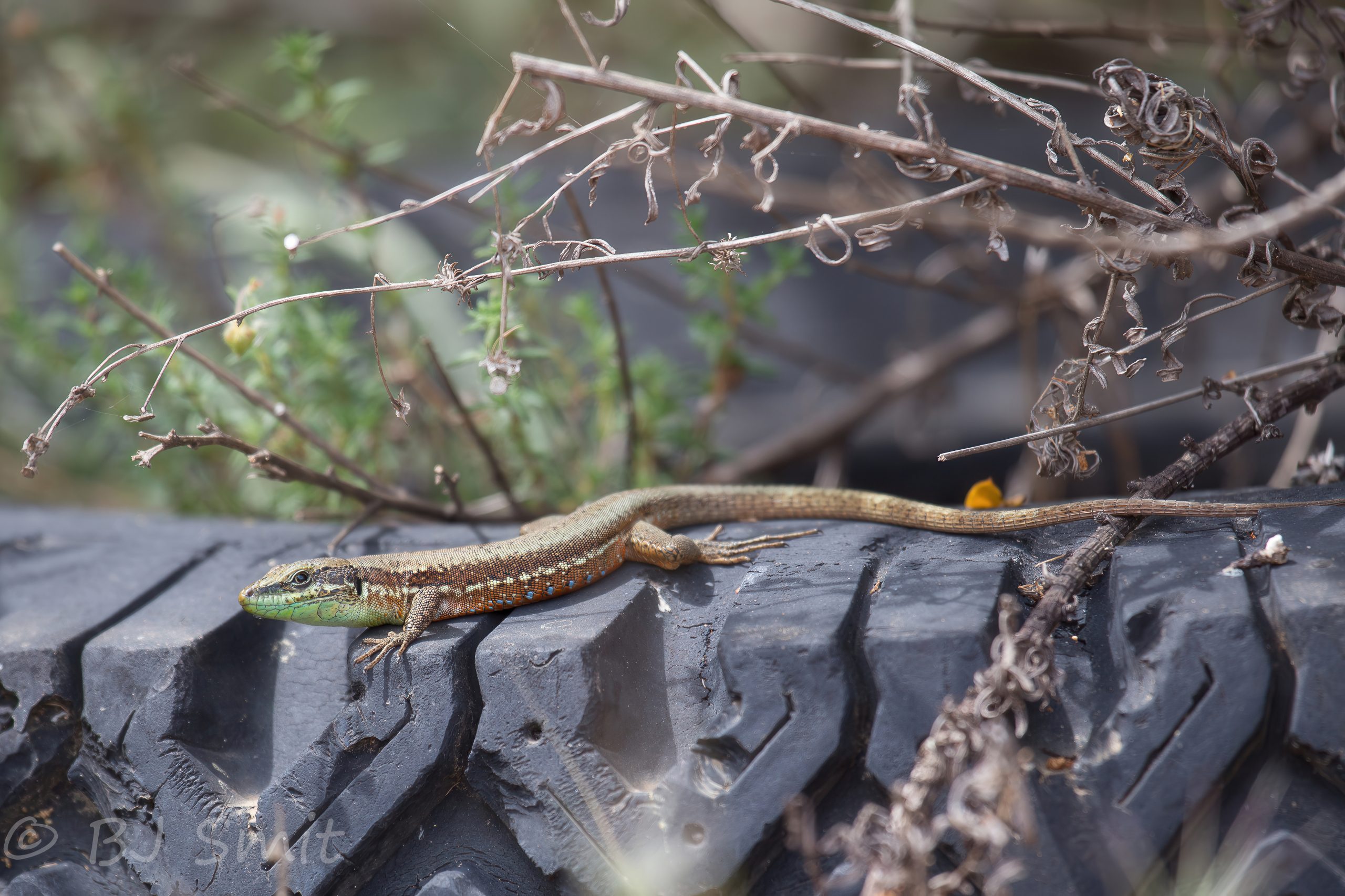 Elusive Guardian Troodos Lizard of Cyprus Peaks