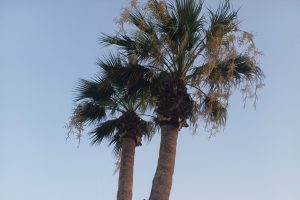 Sky-High Sentinels of the Cypriot Streets
