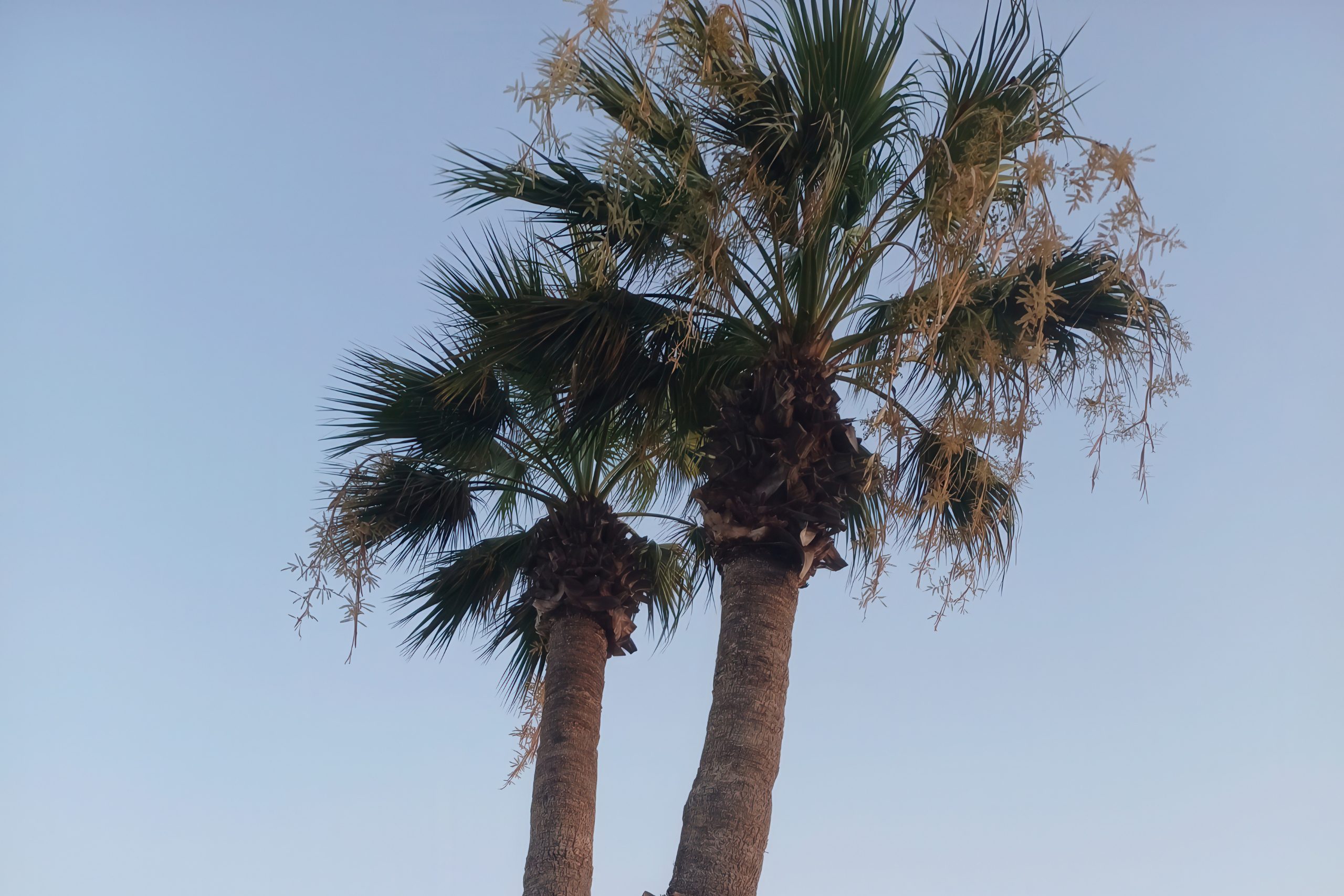 Sky-High Sentinels of the Cypriot Streets