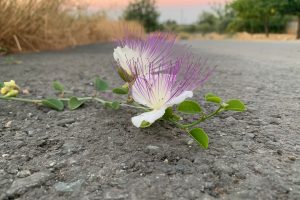 Wild Caper Plant