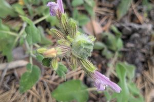 Whispers from the Sunlit Slopes