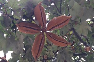 Brachychiton (Bottletrees)