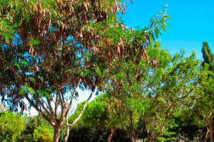 Carob Trees Cyprus Black Gold Tradition