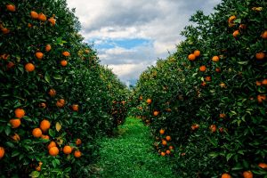 Citrus Groves That Shaped Cyprus Coast