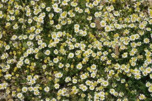 Wild Chamomile of Cyprus
