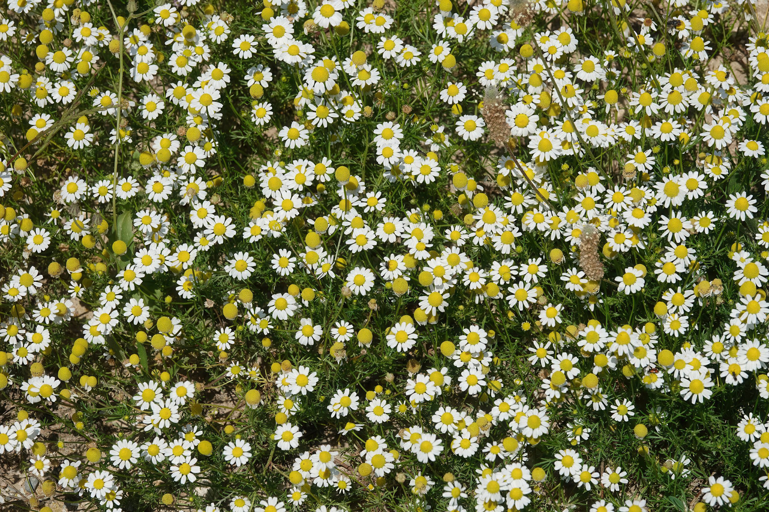 Wild Chamomile of Cyprus