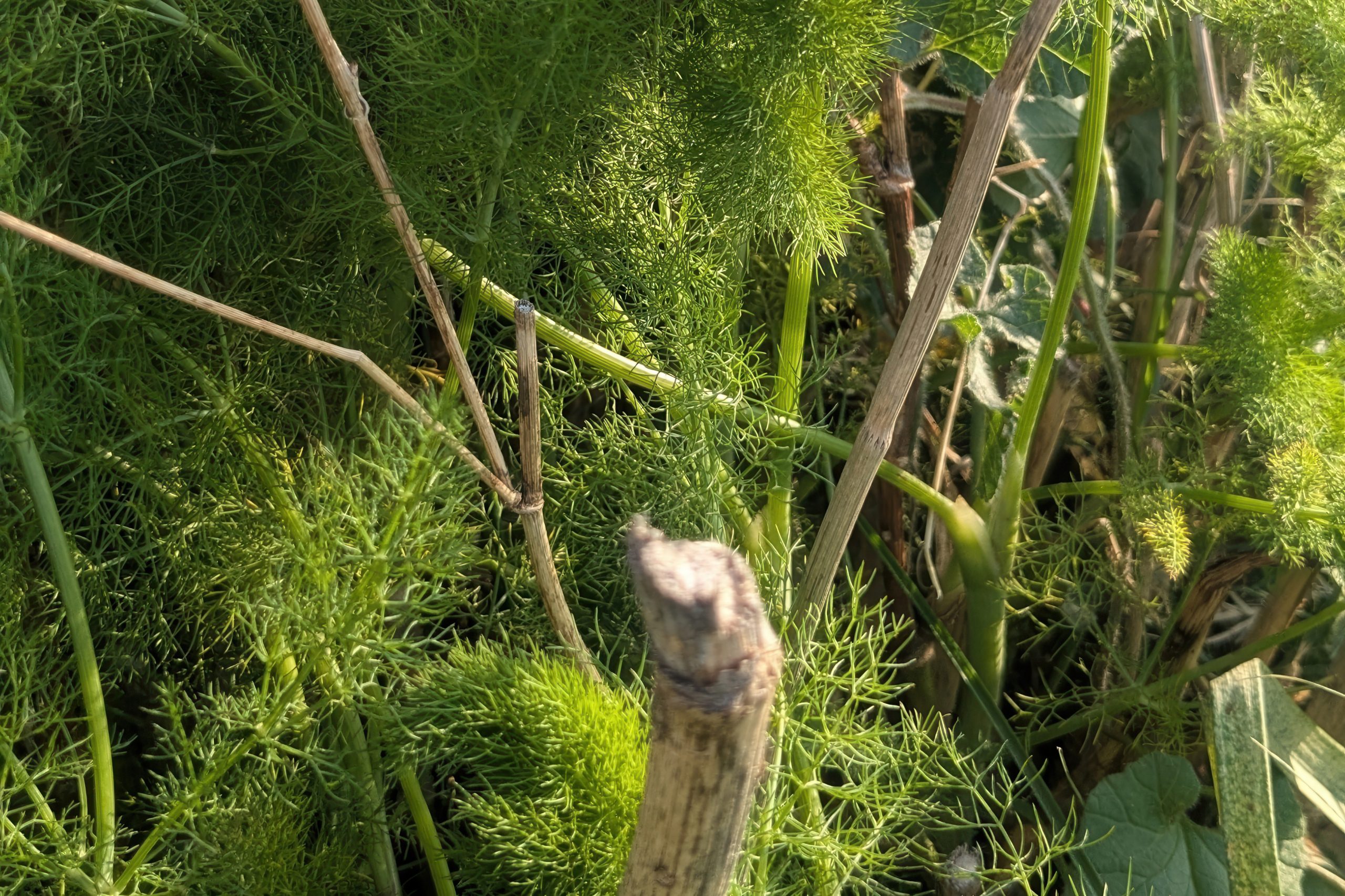 Whispers of the Wild Marathos